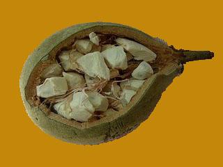 fruit-du-baobab.jpg