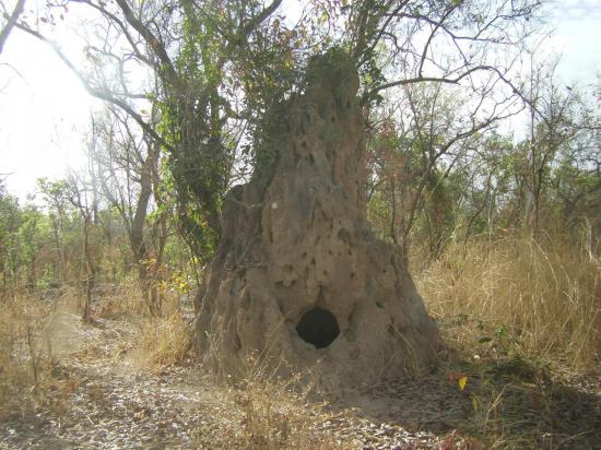 termite-phacochere.jpg