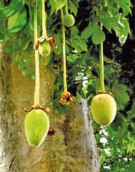 fruits-de-baobab.jpg